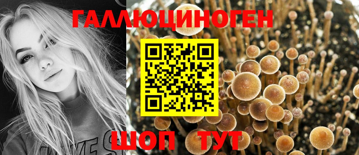 Псилоцибиновые грибы Cubensis Юрга